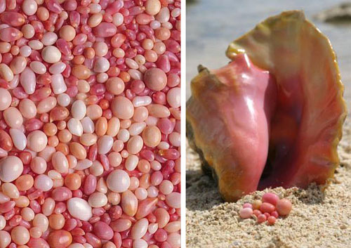 海螺珍珠Conch pearls 項鏈